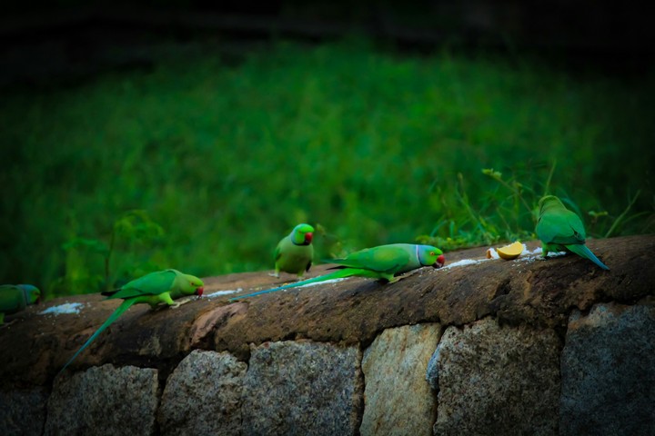 parrots