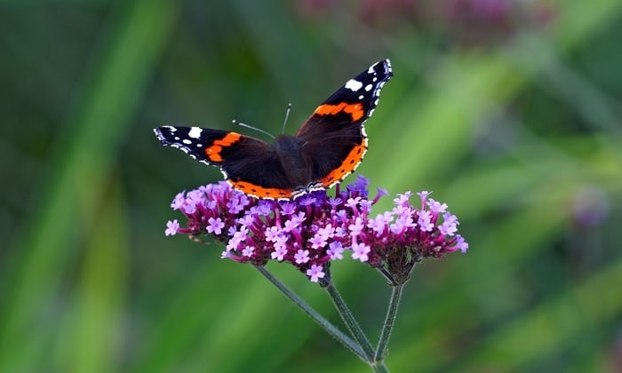 butterfly