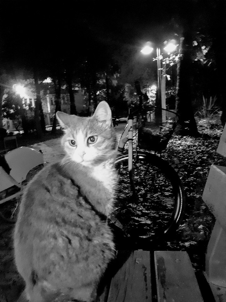Black and cat