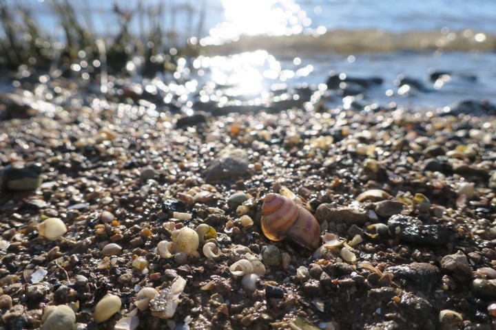 shells