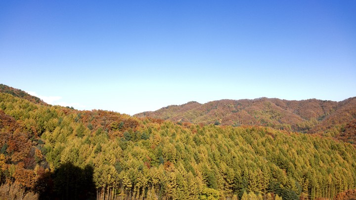 colorful forest