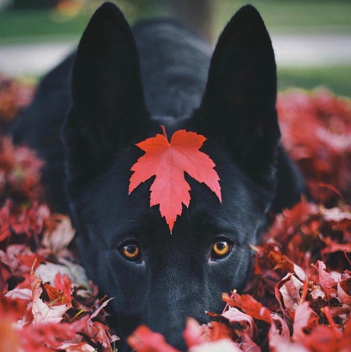 dog love