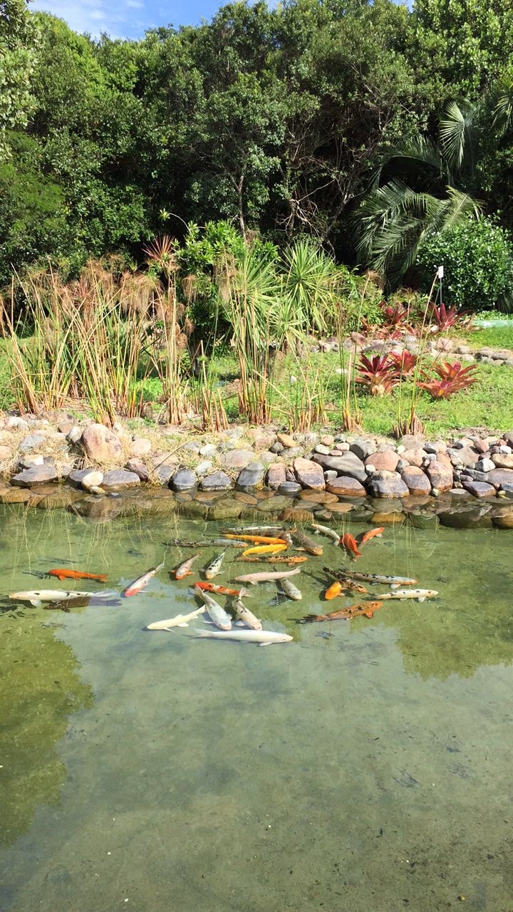 Fish in The Water