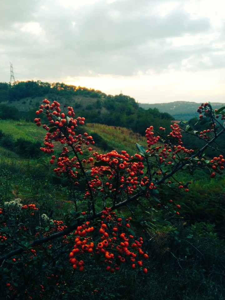doğa