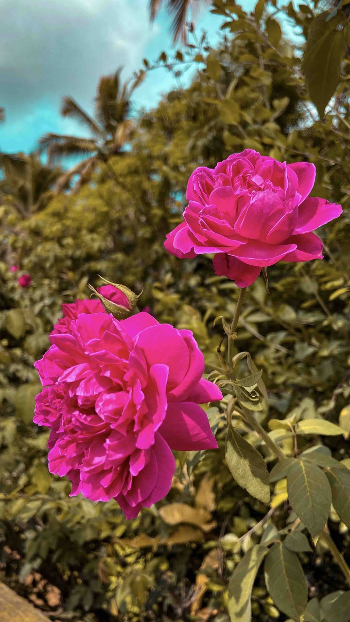 Roses