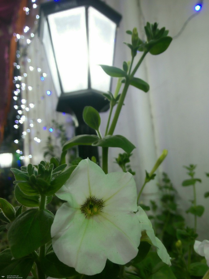 White flower with background light effects