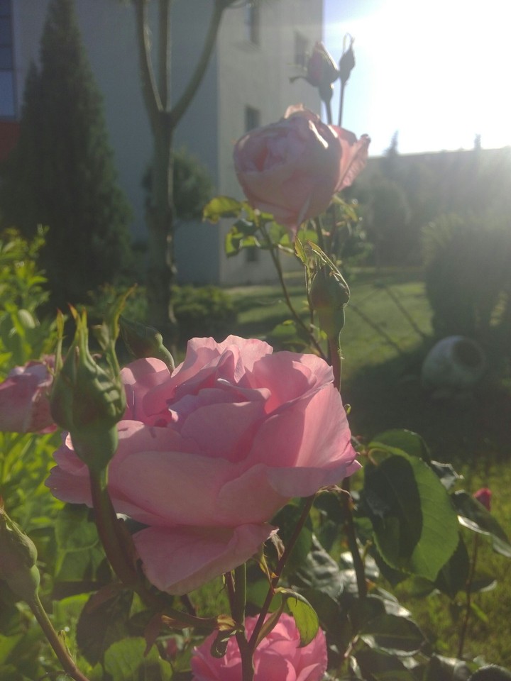 rose