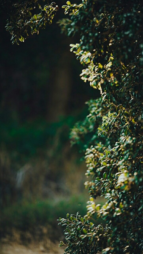 forest, nature wallpapers