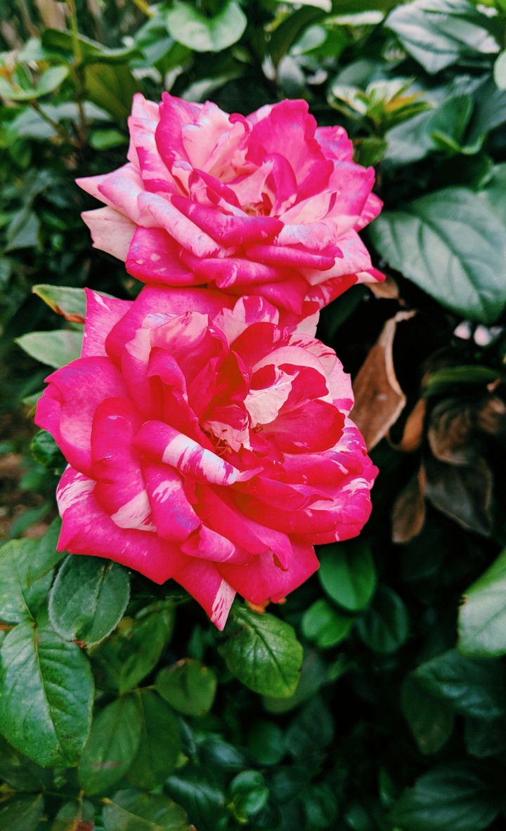 Roses