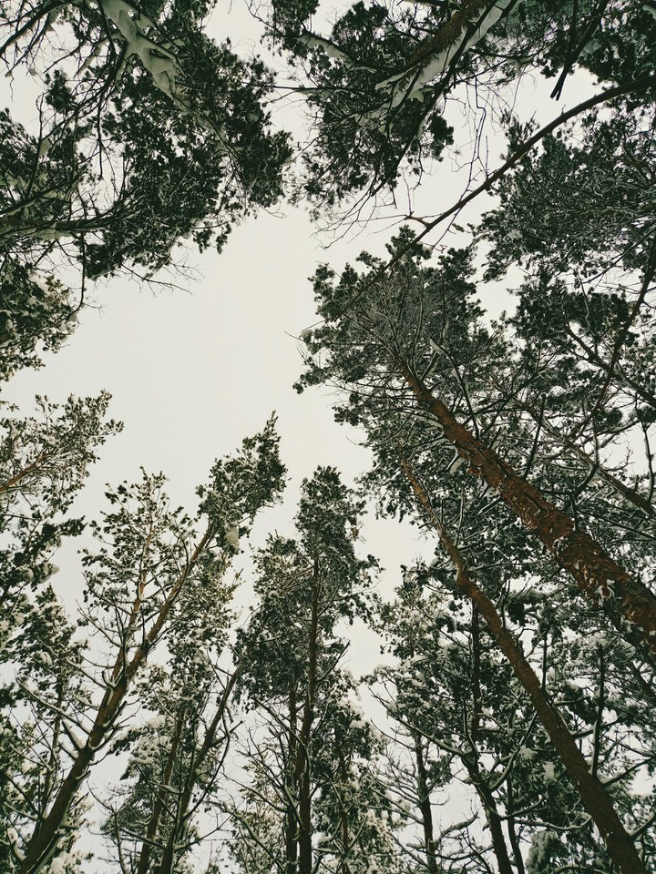 лес...