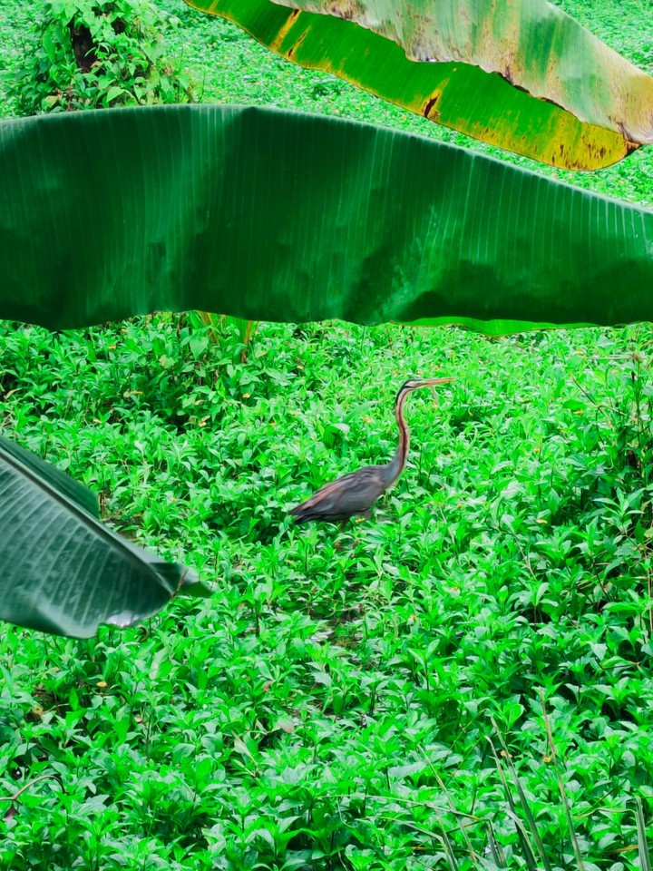 Purple heron(Ardea purpurea)