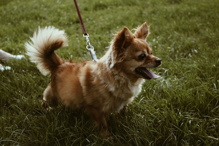Dog