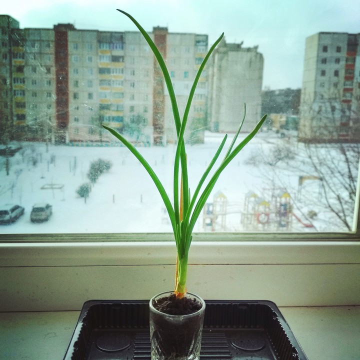 Луковица