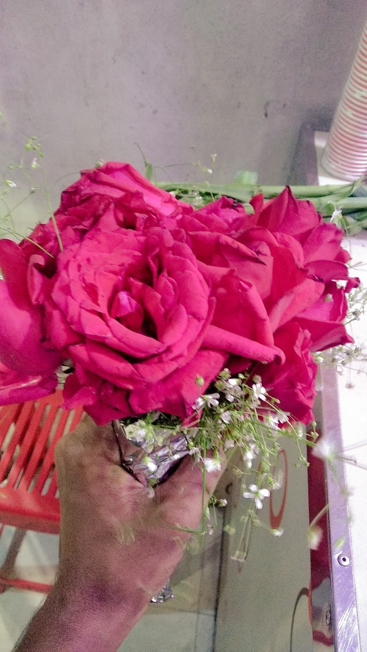 Rose