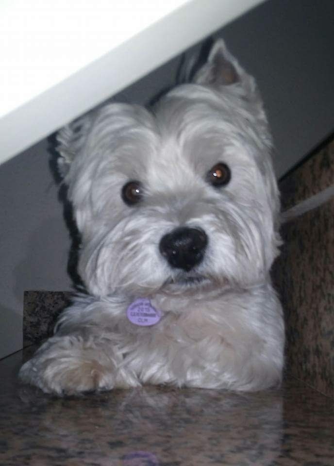 My Dog