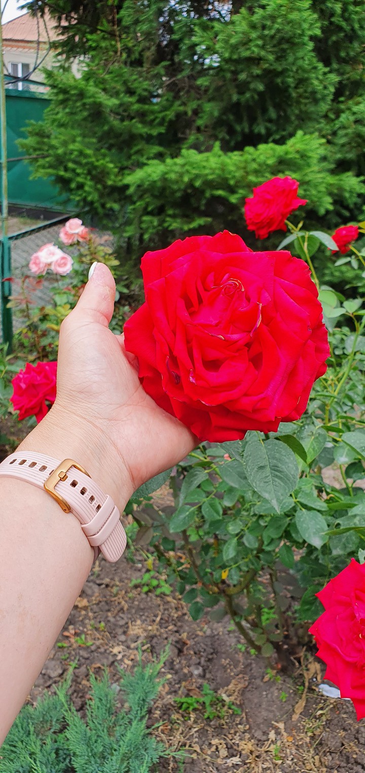 rose