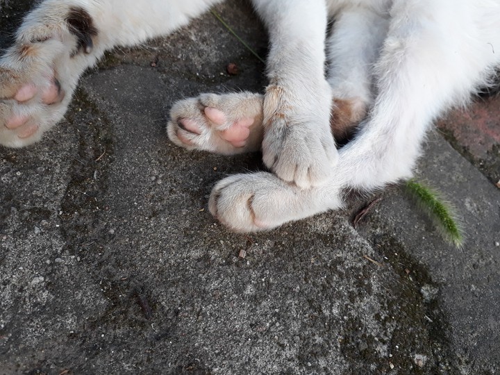 고양이 젤리