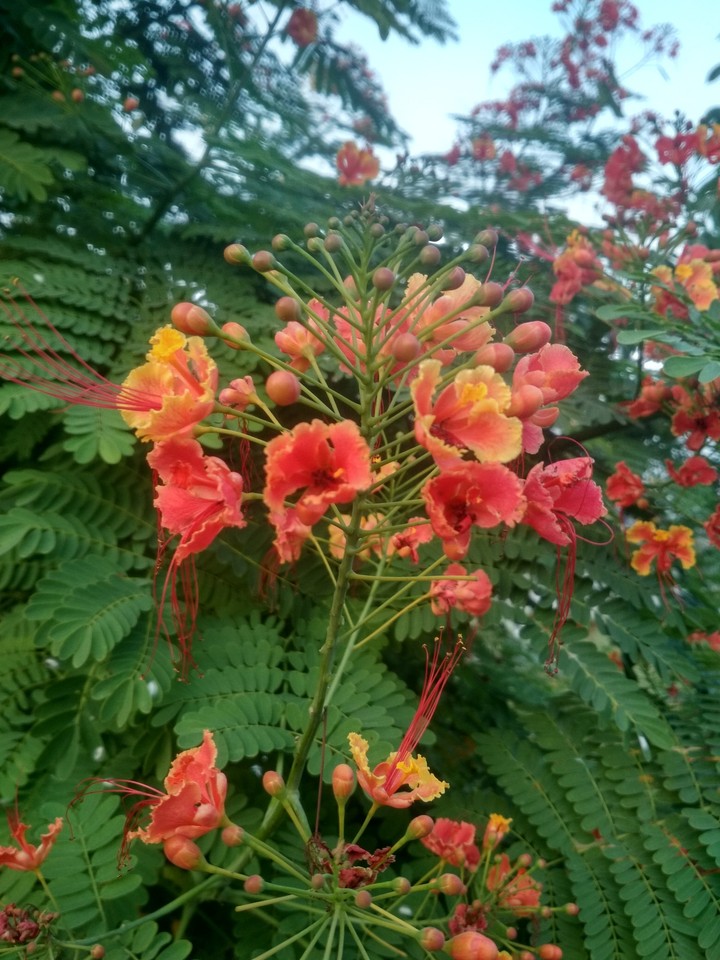 Bunch of flowers