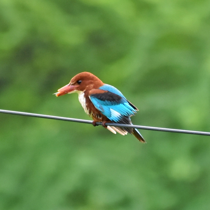 kingfisher