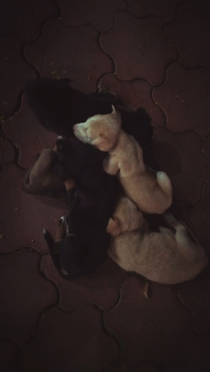 cute puppies