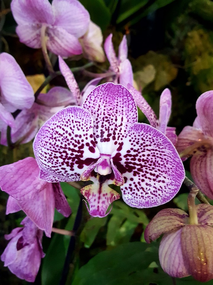 orchid