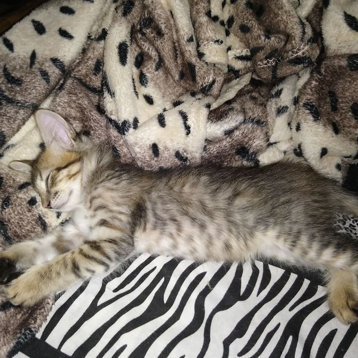 princess