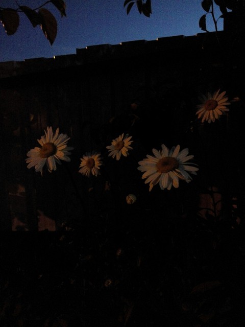 daisy