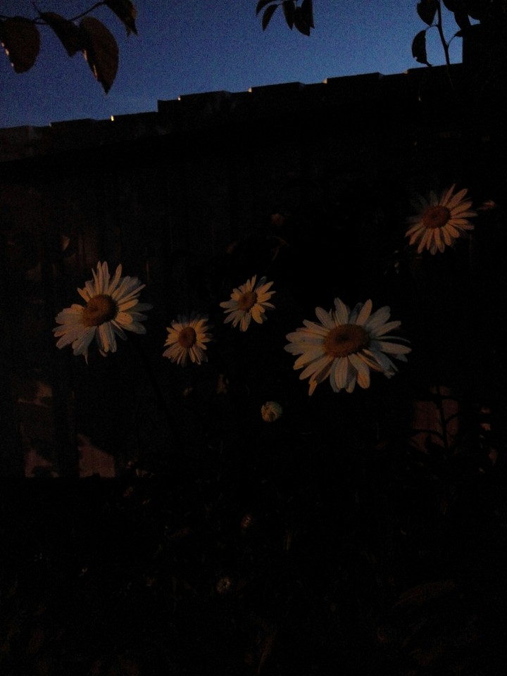 daisy