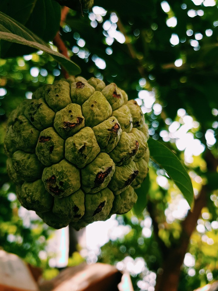 Custard Apple