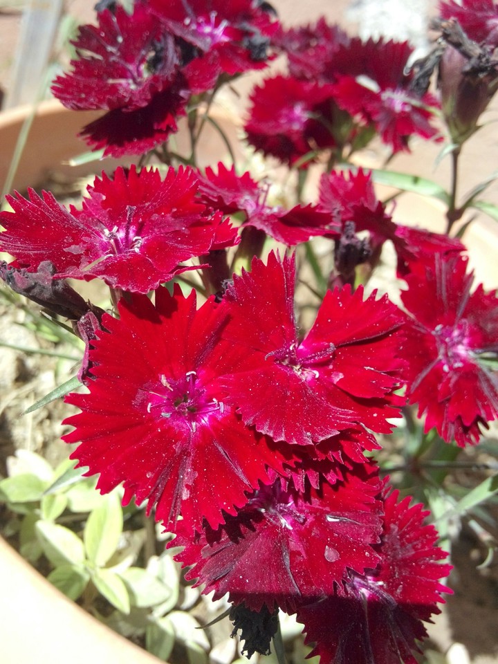 red