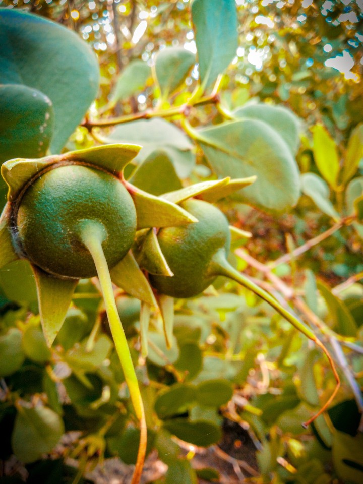 Mangrove fruits