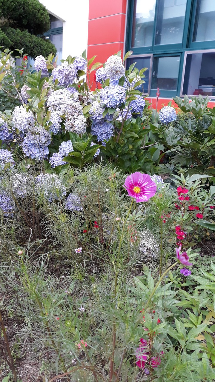 학교 꽃