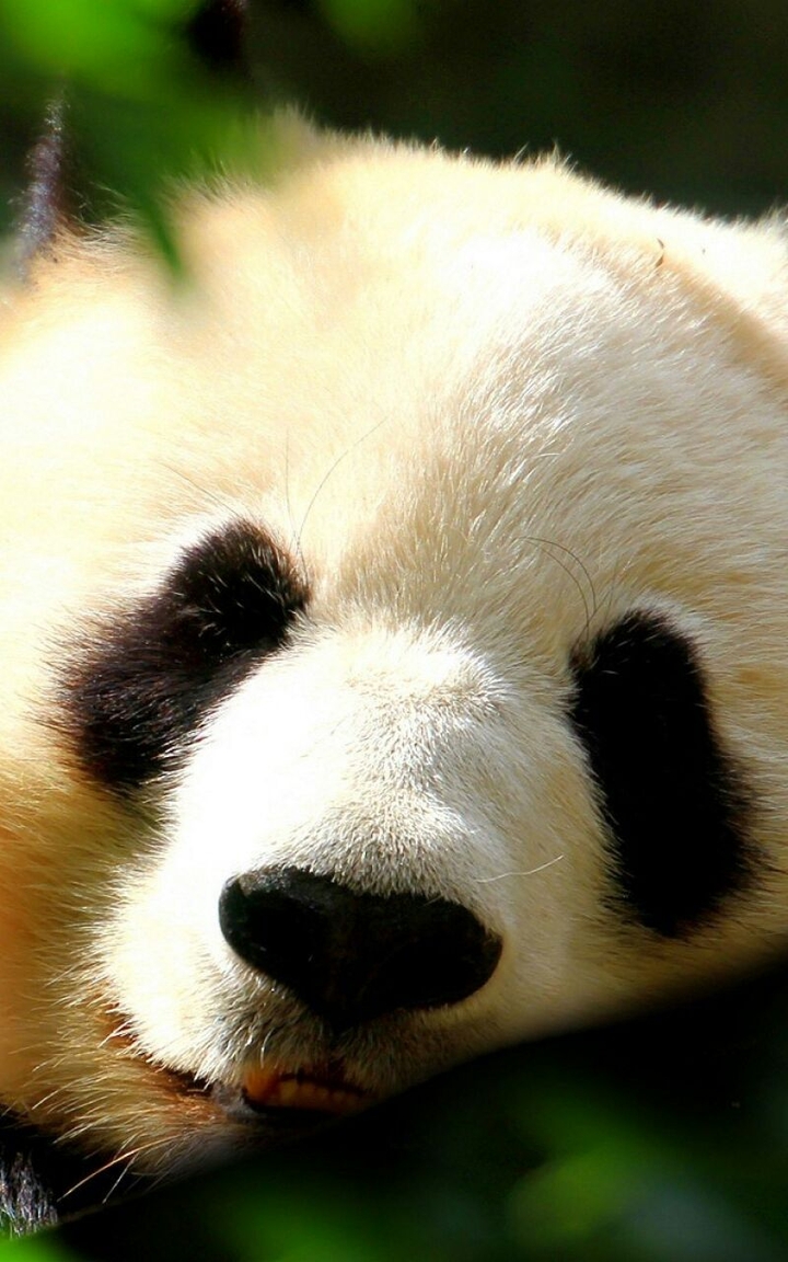 giant_panda