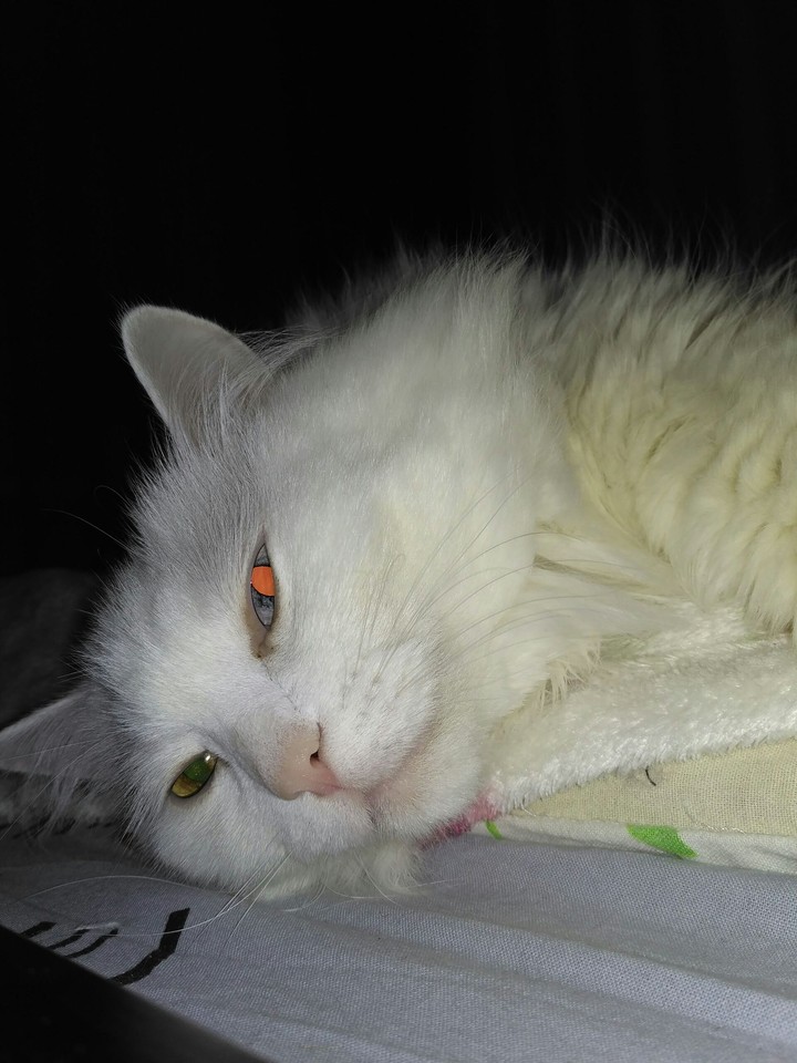 кощка