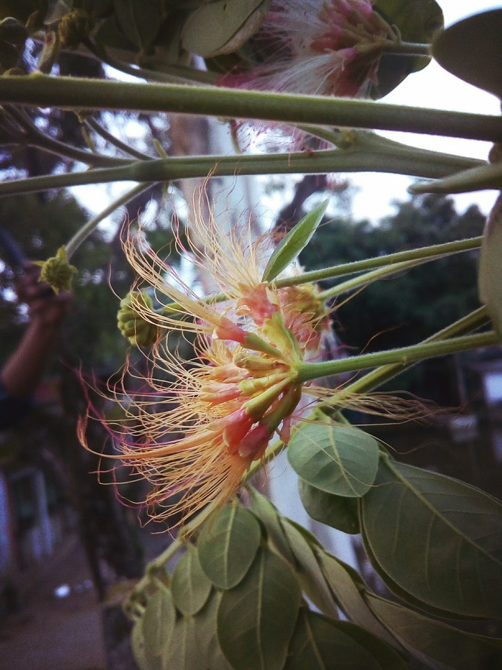 flower..