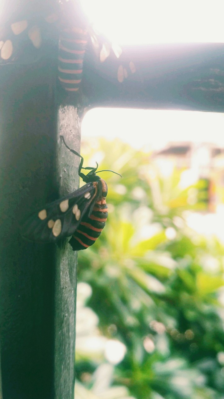 small butterfly