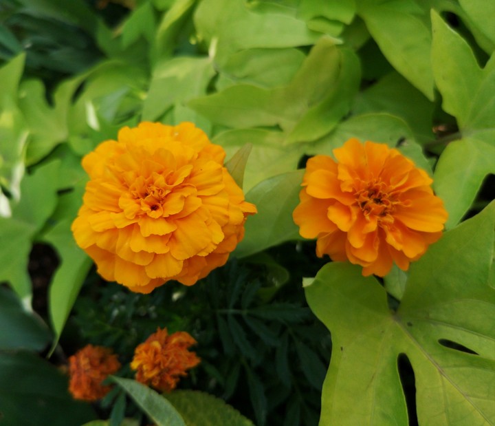 flower