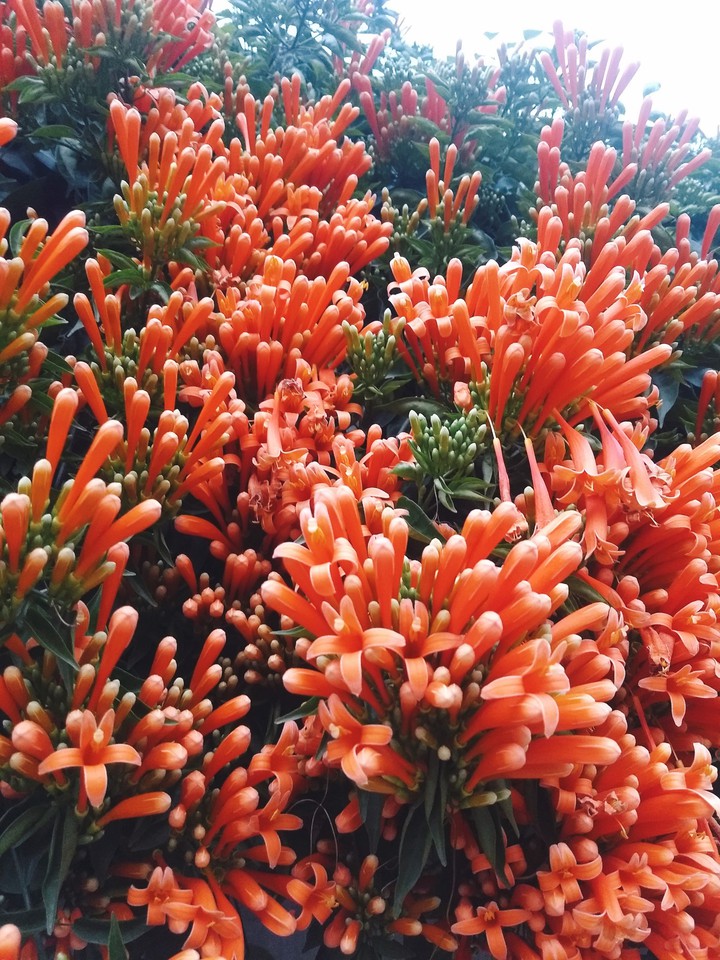 Winter Flower