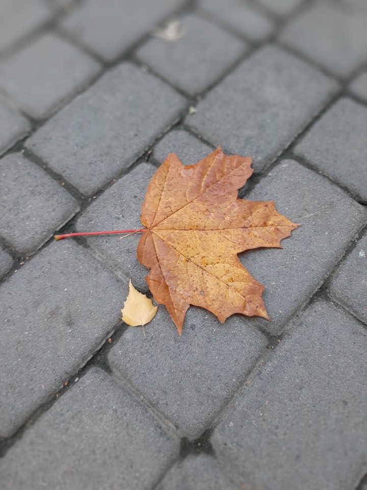Autumn