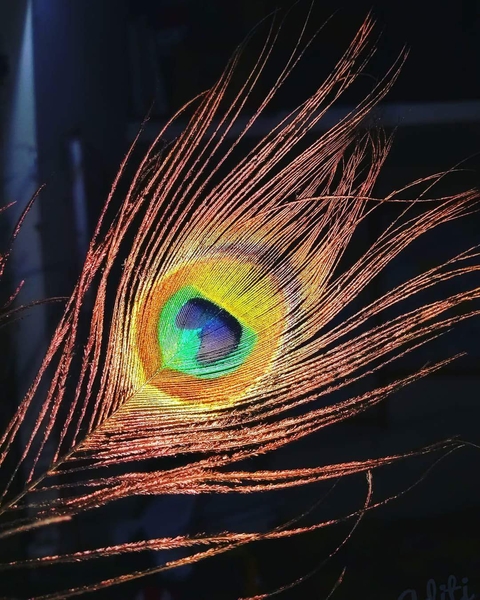 krishna morpankh(peacock)