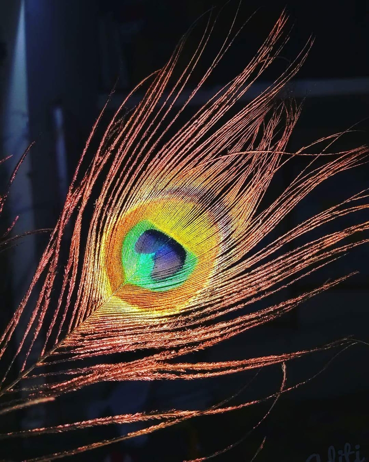 krishna morpankh(peacock)
