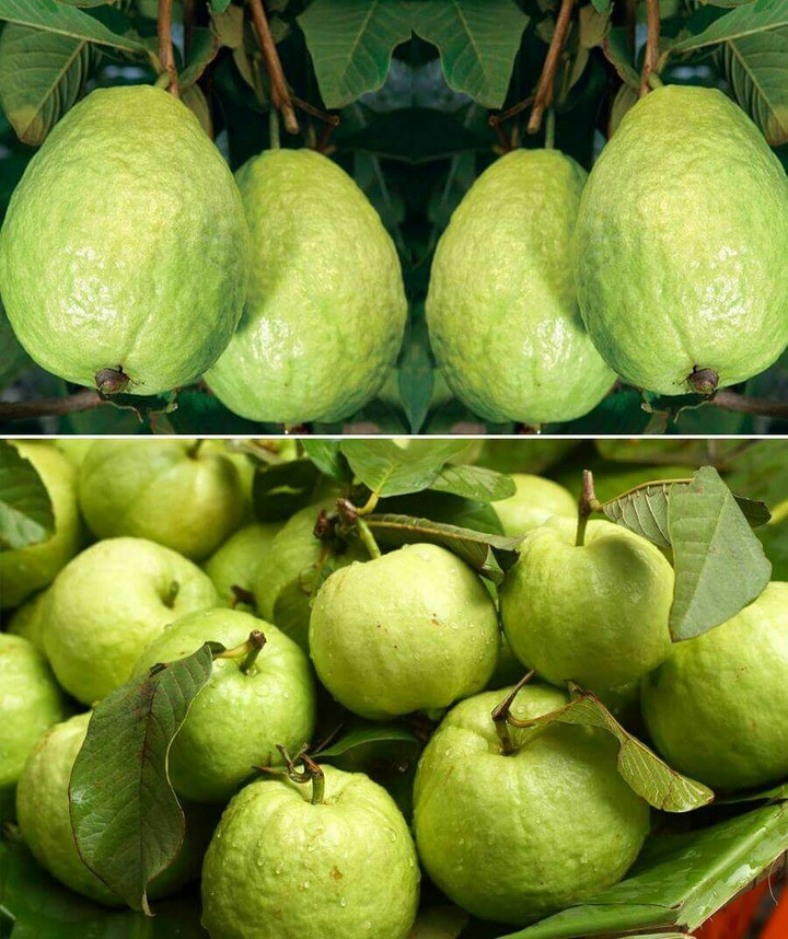gauva