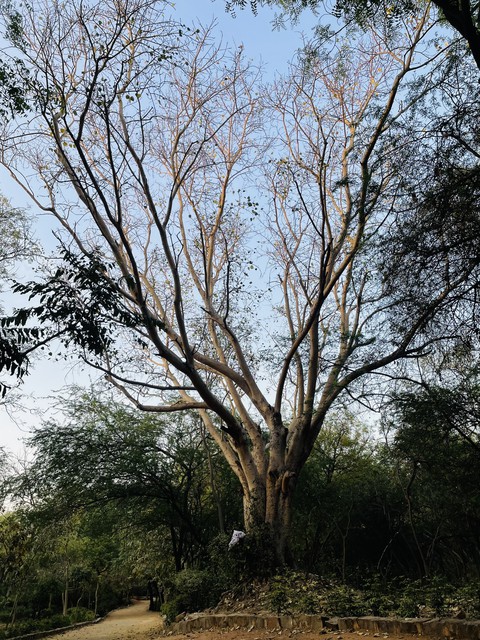 tree
