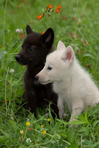 Wolf pups