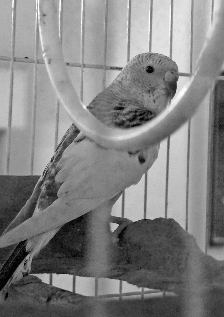 lovebird