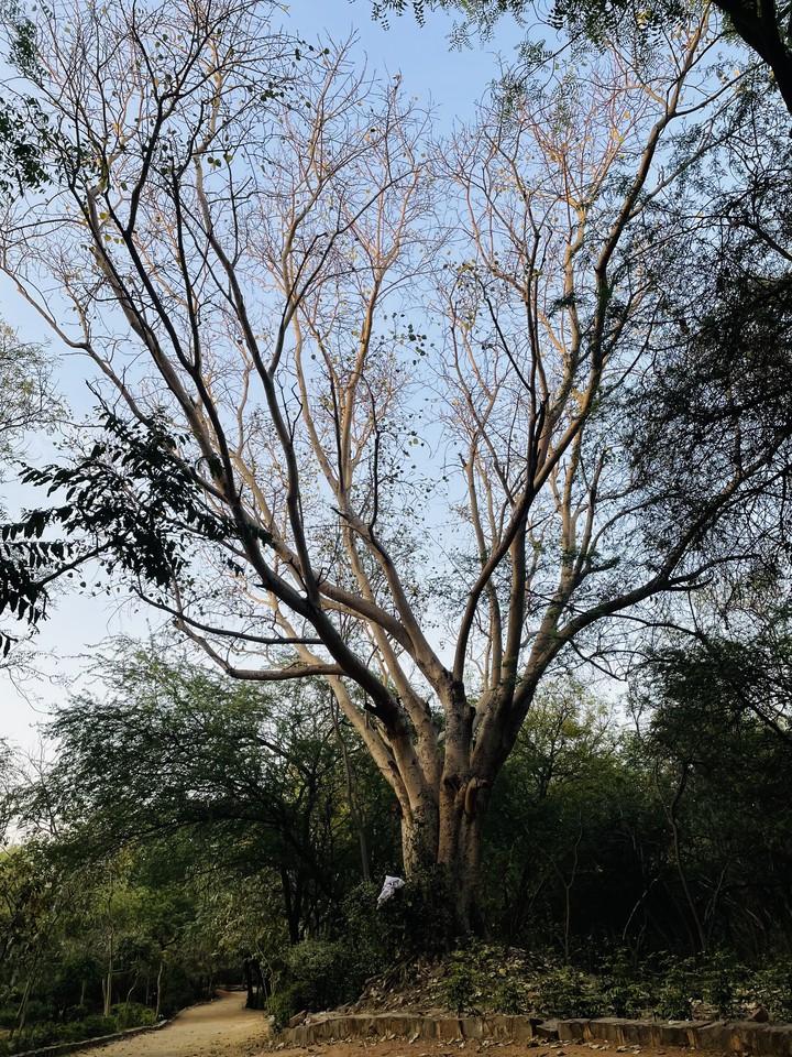 tree