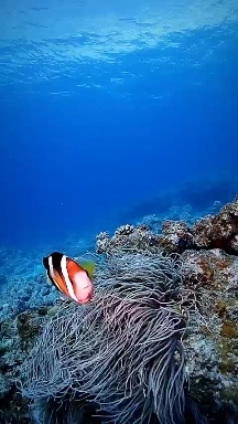 Under water world