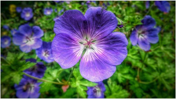 Purple Flower
