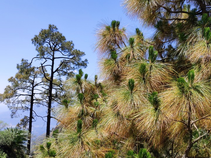 Alpine vegetation