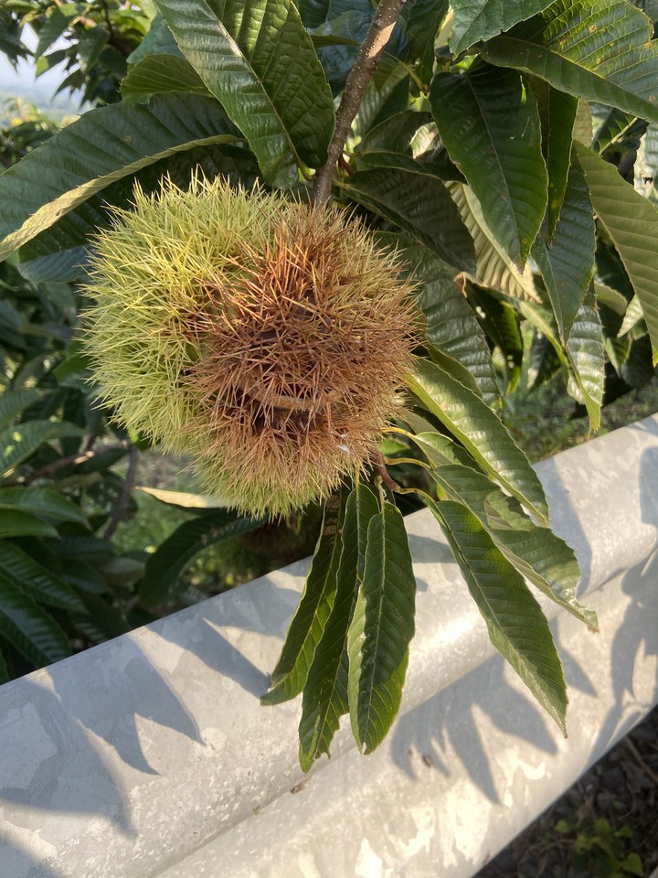 2020 Chestnut